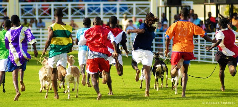 Goat racing