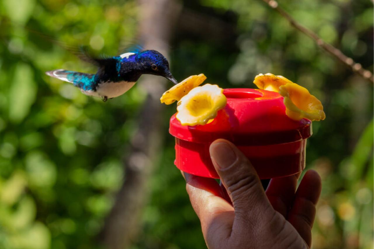 A hummingbird feeding from a handheld feeder.